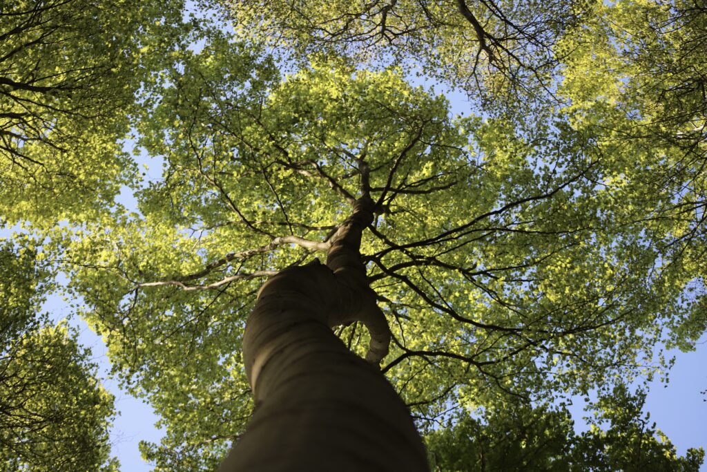 Planter plus d’arbres pour sauver les villes